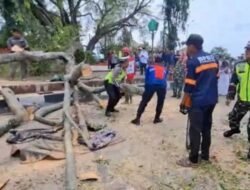 Korban tewas tertimpa pohon di Pemalang jadi tiga orang
