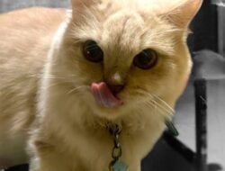 Memelihara Kucing Bukan Hanya Hiburan, Tapi Juga Baik untuk Kesehatan